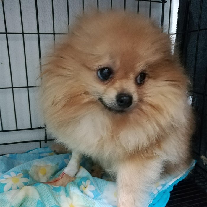 "Dystocia in Luna’s second gestation" "Dystocia in Luna’s second gestation"